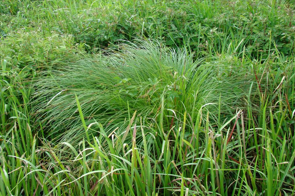 Carex cespitosa (door Joop C. Smittenberg, 14-05-2011)