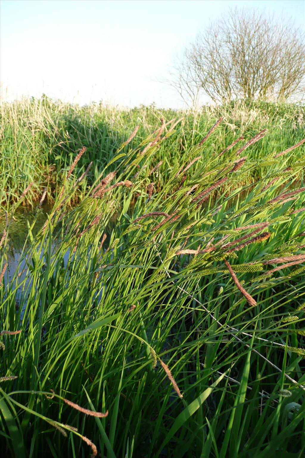 Carex cespitosa (door Annie Vos)