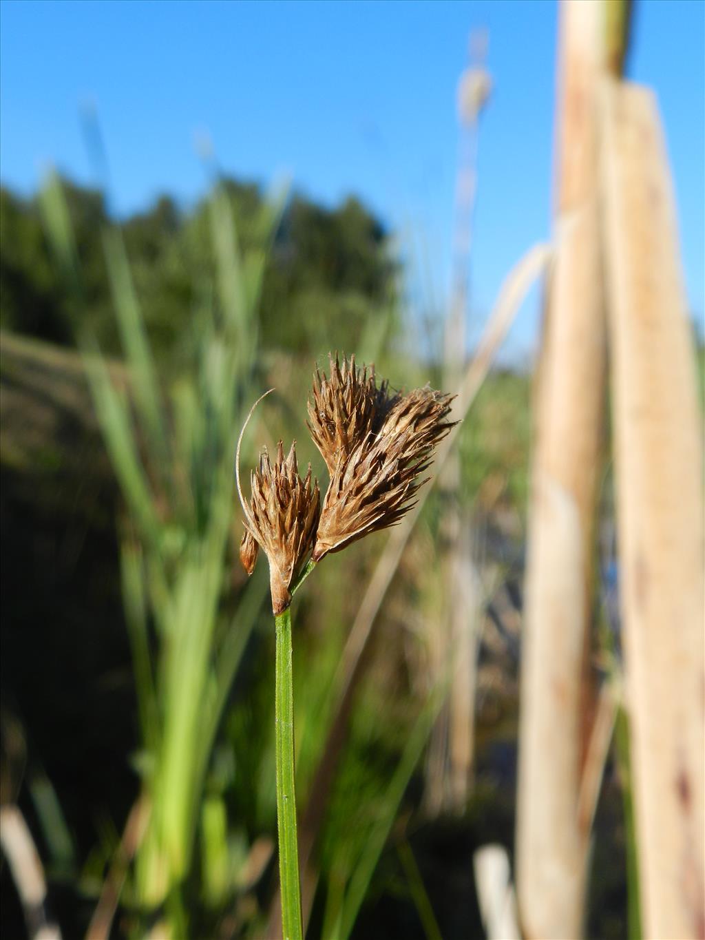 Carex scoparia (door Rutger Barendse)