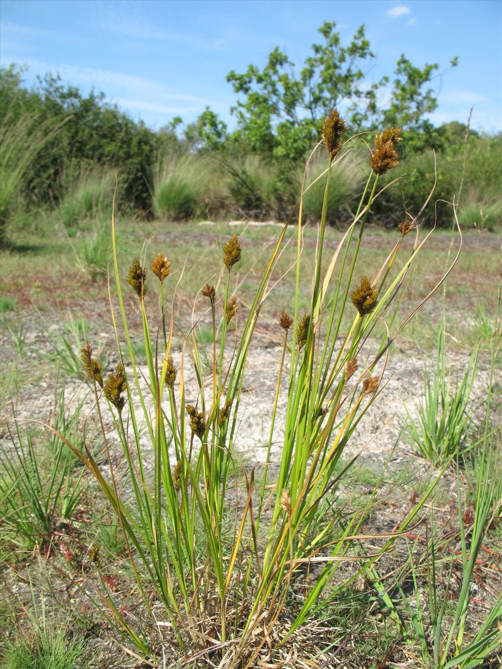 Carex crawfordii (door Rutger Barendse)