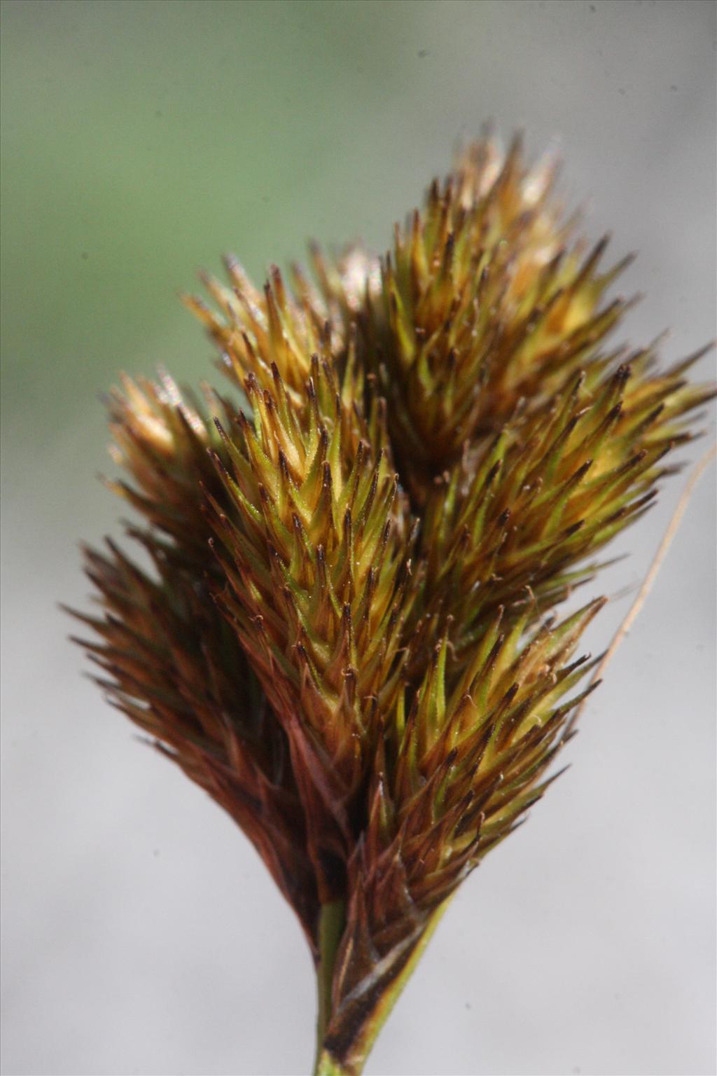 Carex crawfordii (door Rutger Barendse)