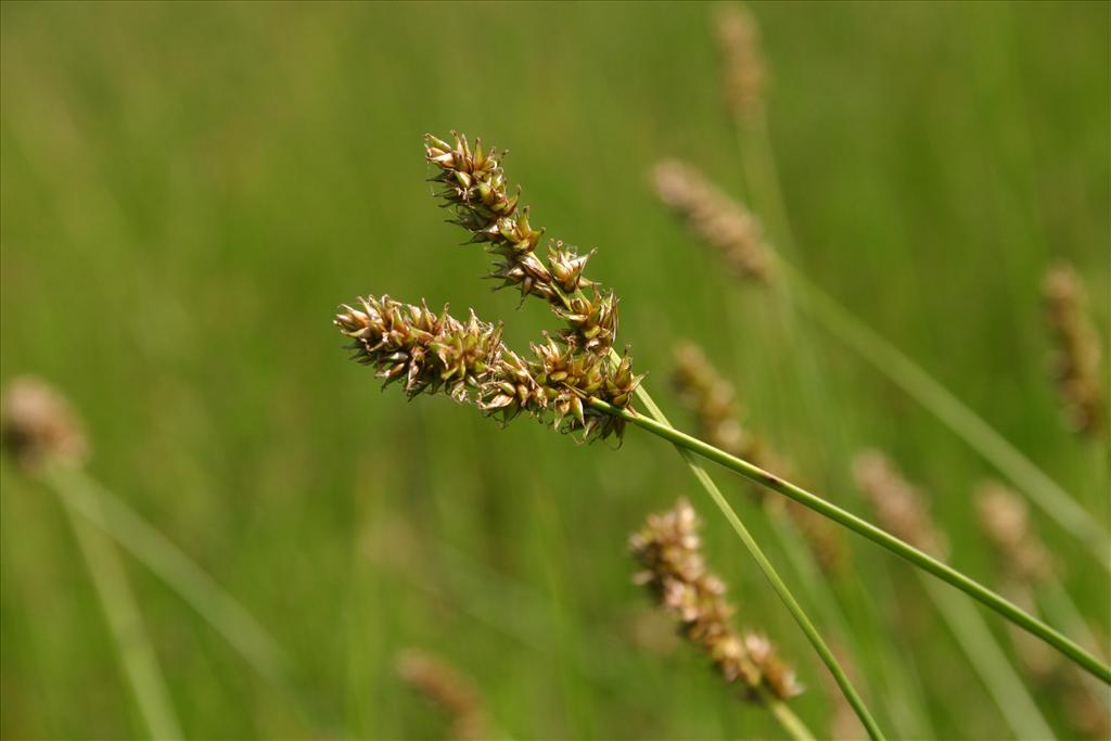 Carex diandra (door Niels Jeurink)