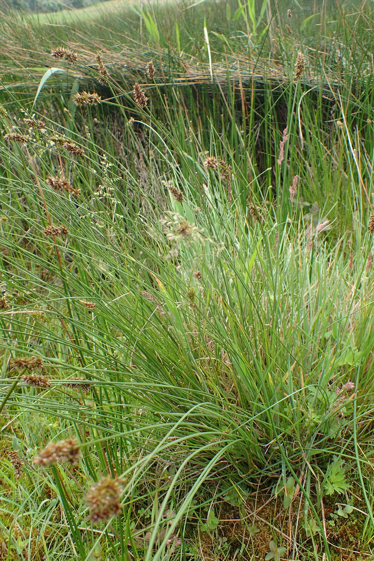 Carex diandra (door Adrie van Heerden)