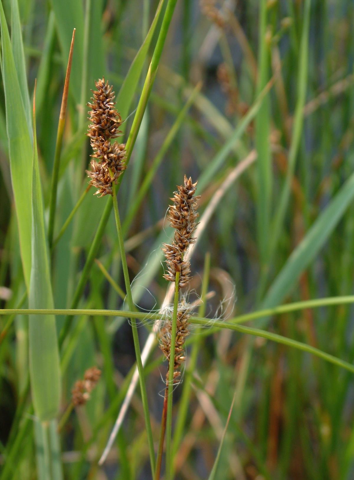 Carex diandra (door Adrie van Heerden)