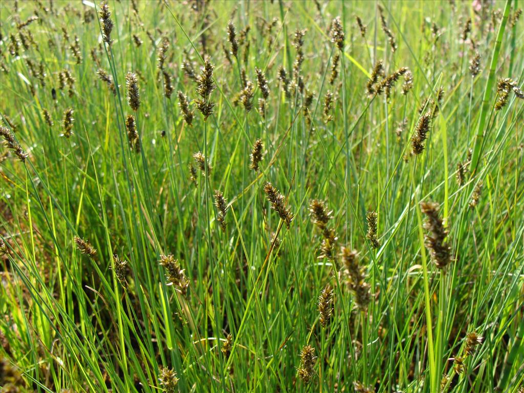 Carex diandra (door Jakob Hanenburg)