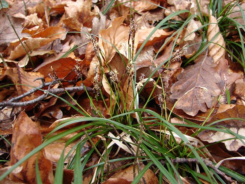 Carex digitata (door Adrie van Heerden)