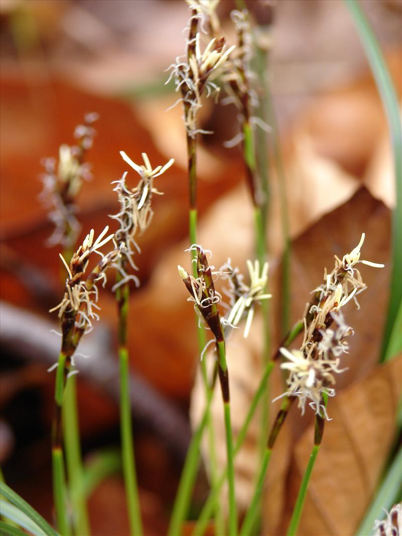 Carex digitata (door Adrie van Heerden)