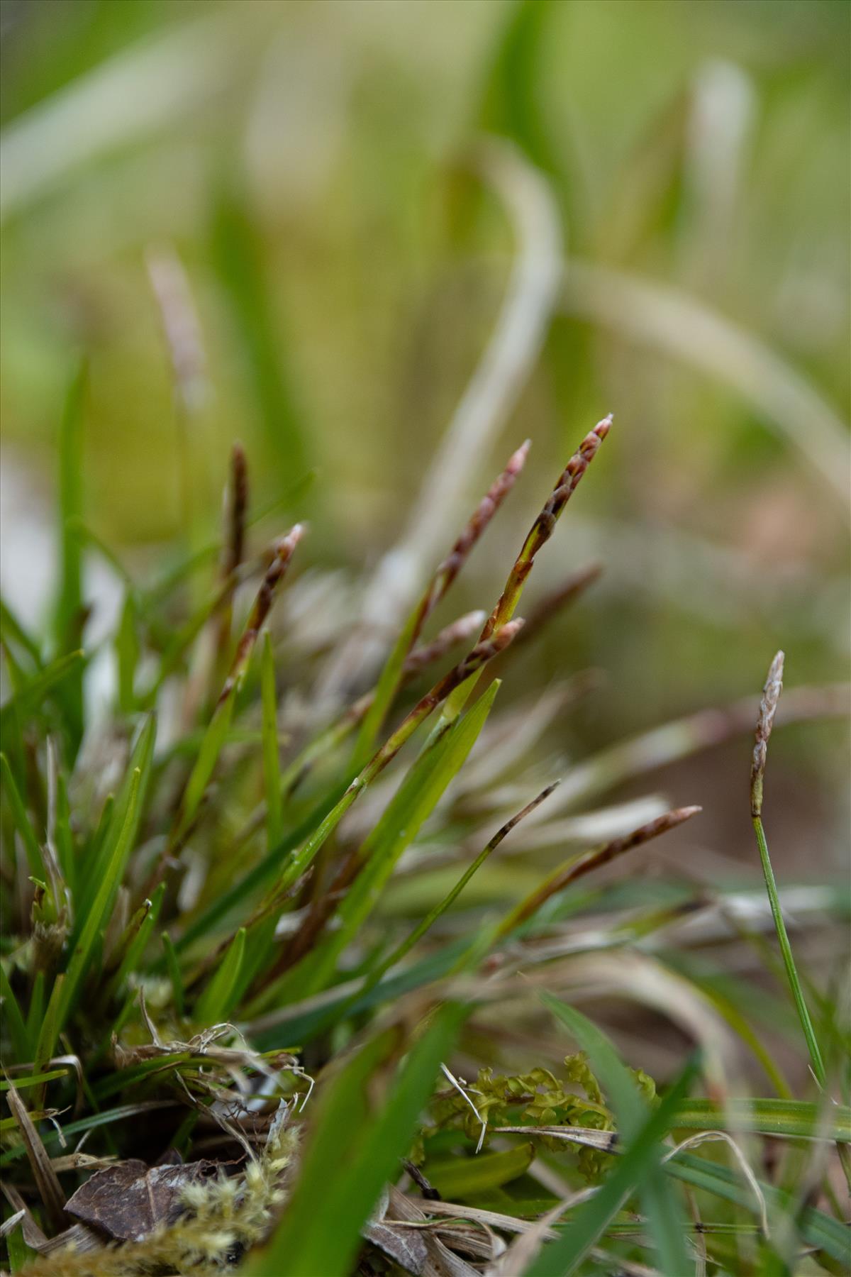 Carex digitata (door Nils van Rooijen)