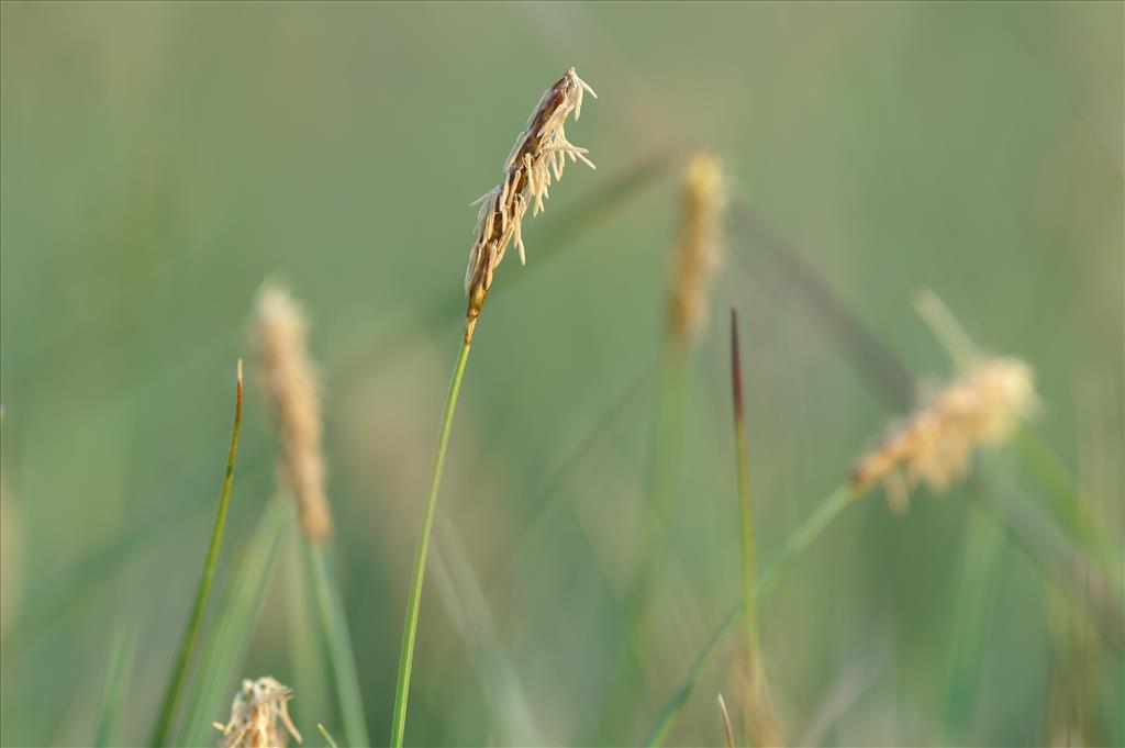 Carex dioica (door Jakob Hanenburg)