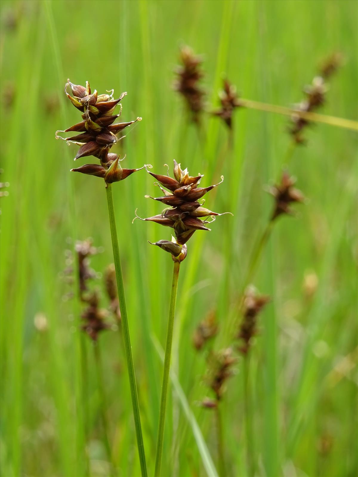 Carex dioica (door Jakob Hanenburg)