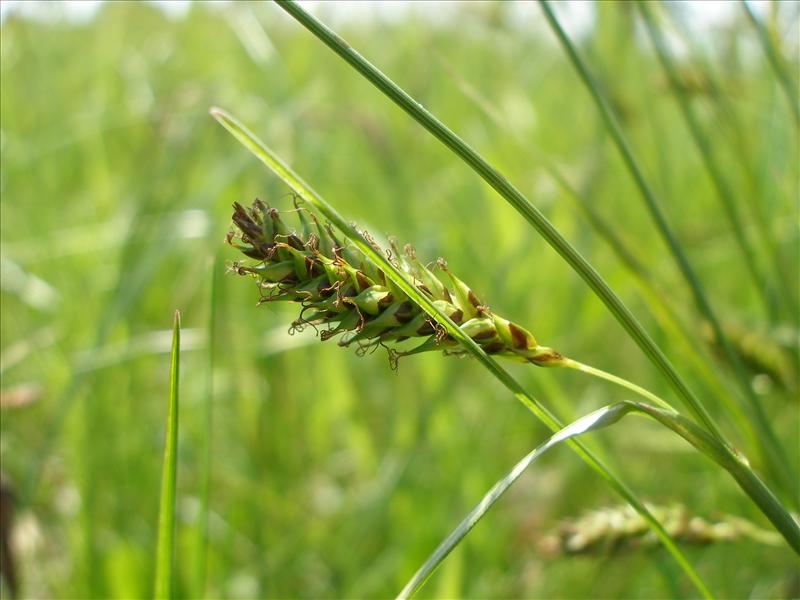 Carex distans (door Piet Bremer )