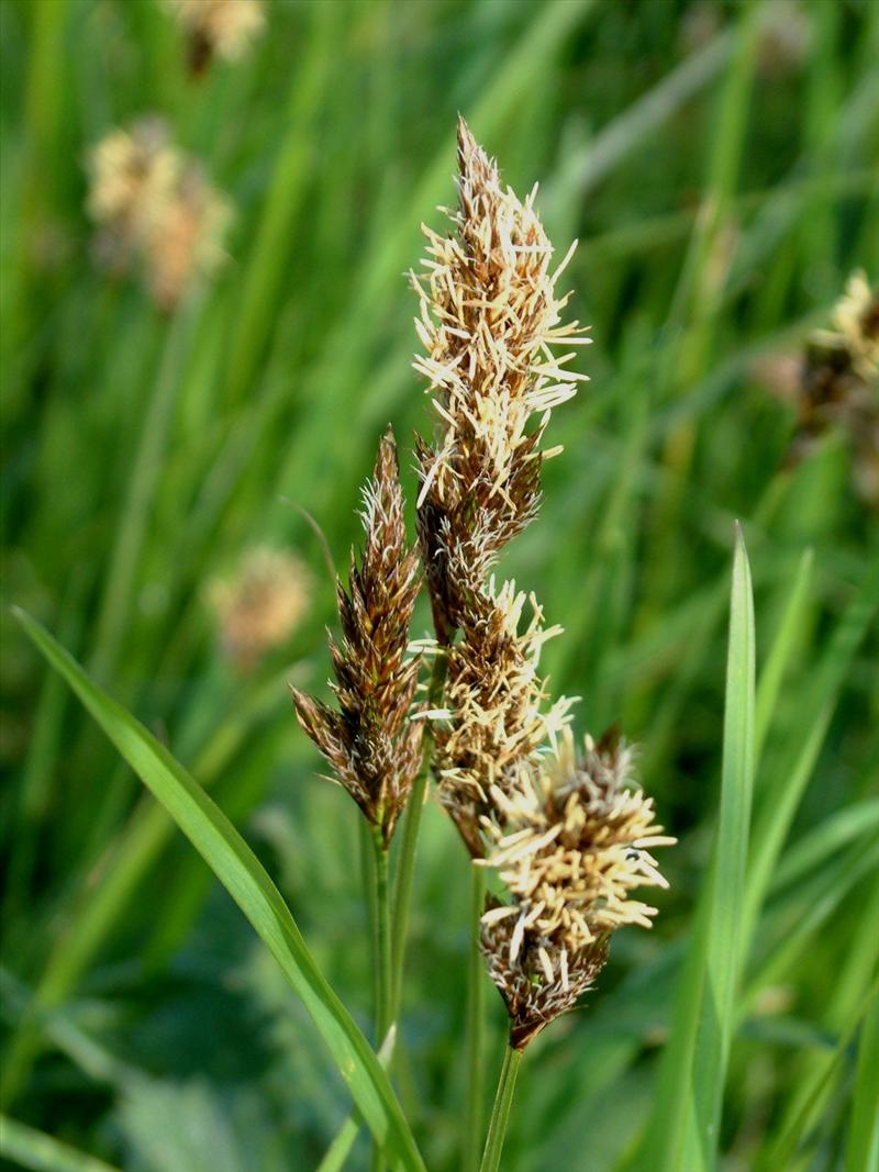 Carex disticha (door Adrie van Heerden)