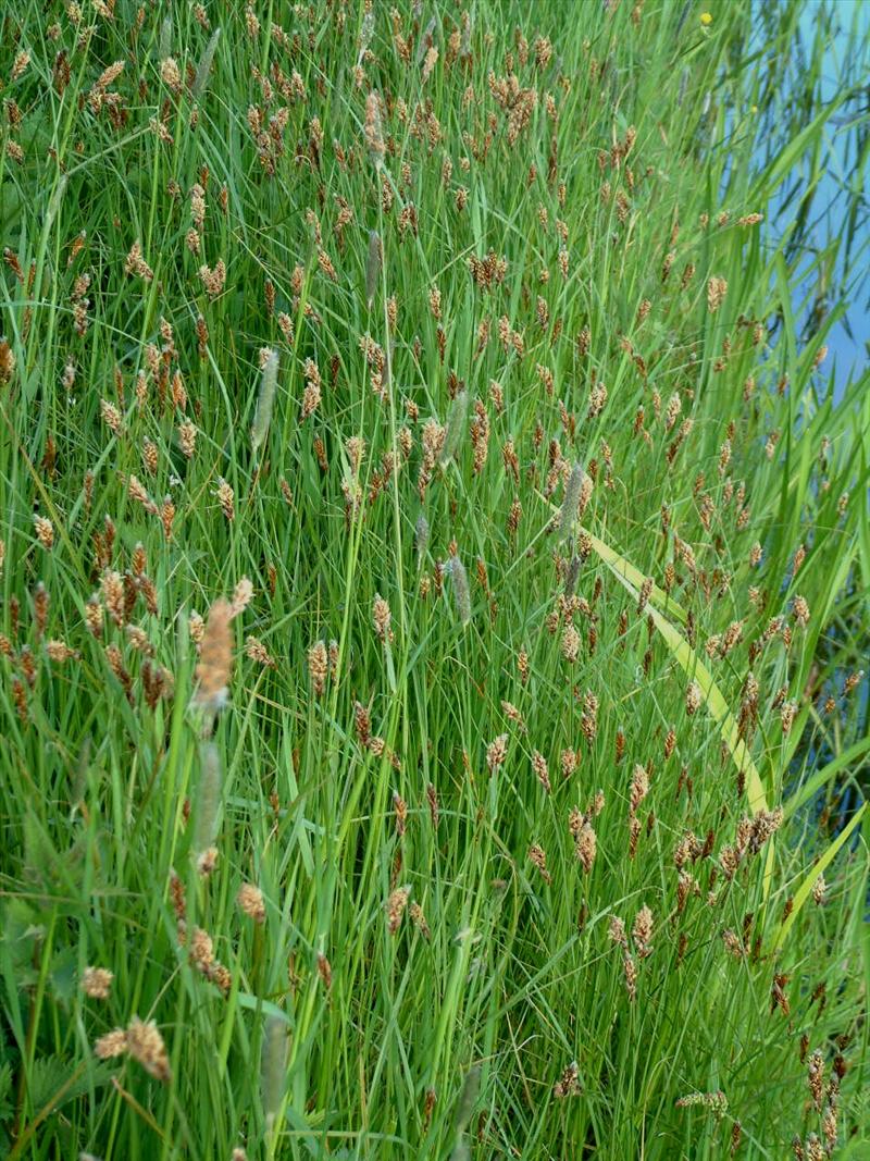 Carex disticha (door Adrie van Heerden)