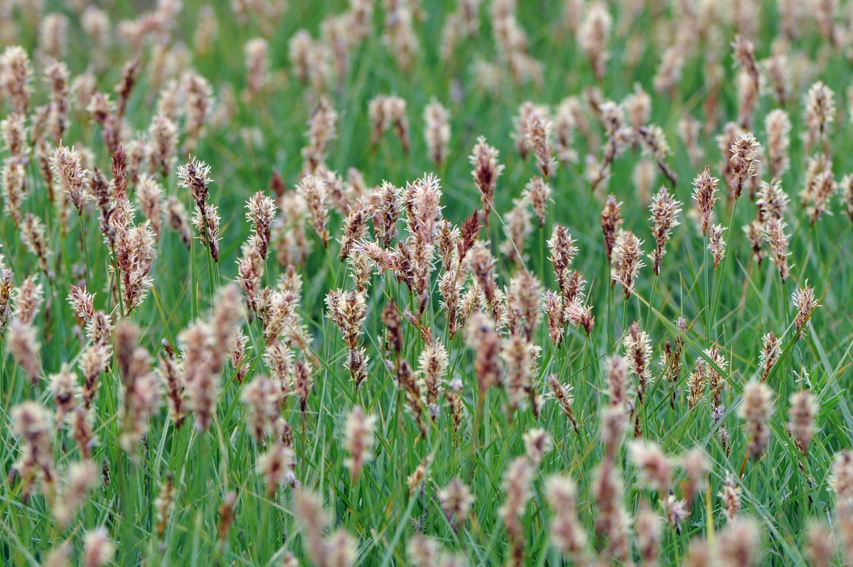 Carex disticha (door Hans Toetenel)