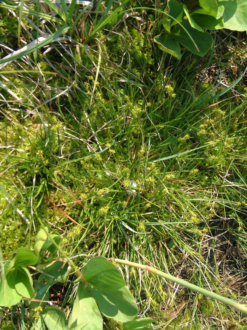 Carex echinata (door Adrie van Heerden)