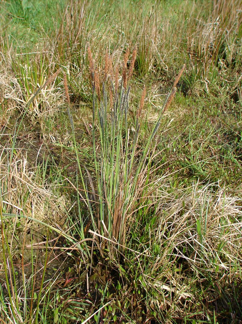 Carex elata (door Adrie van Heerden)