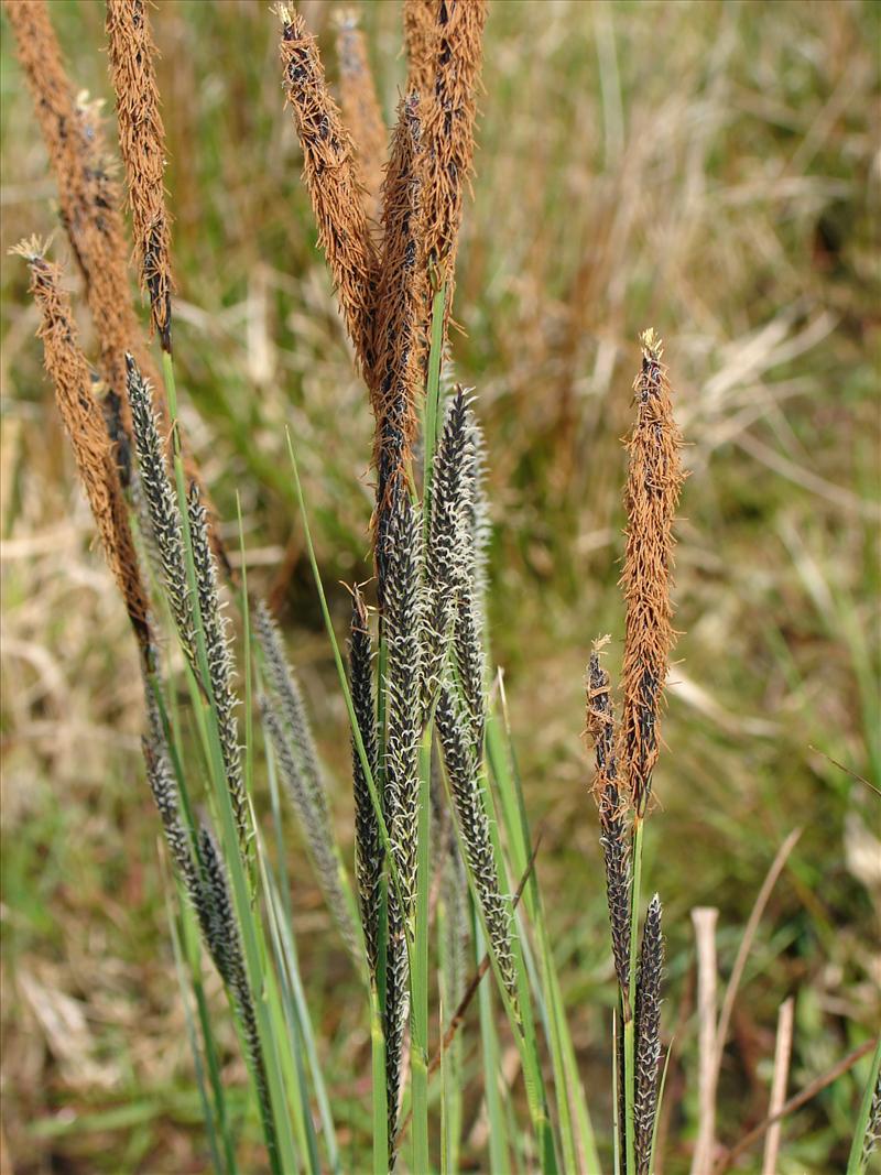 Carex elata (door Adrie van Heerden)