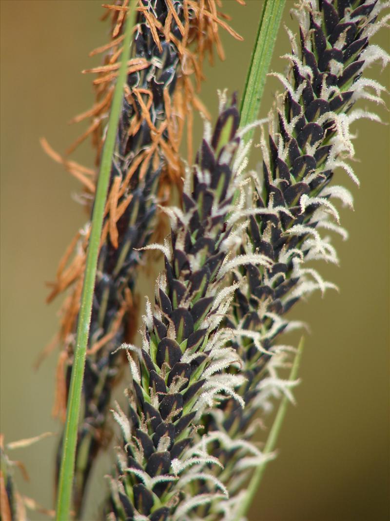 Carex elata (door Adrie van Heerden)