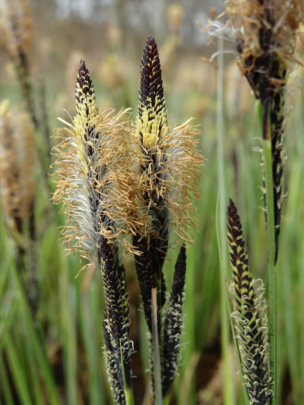 Carex elata (door Jakob Hanenburg)