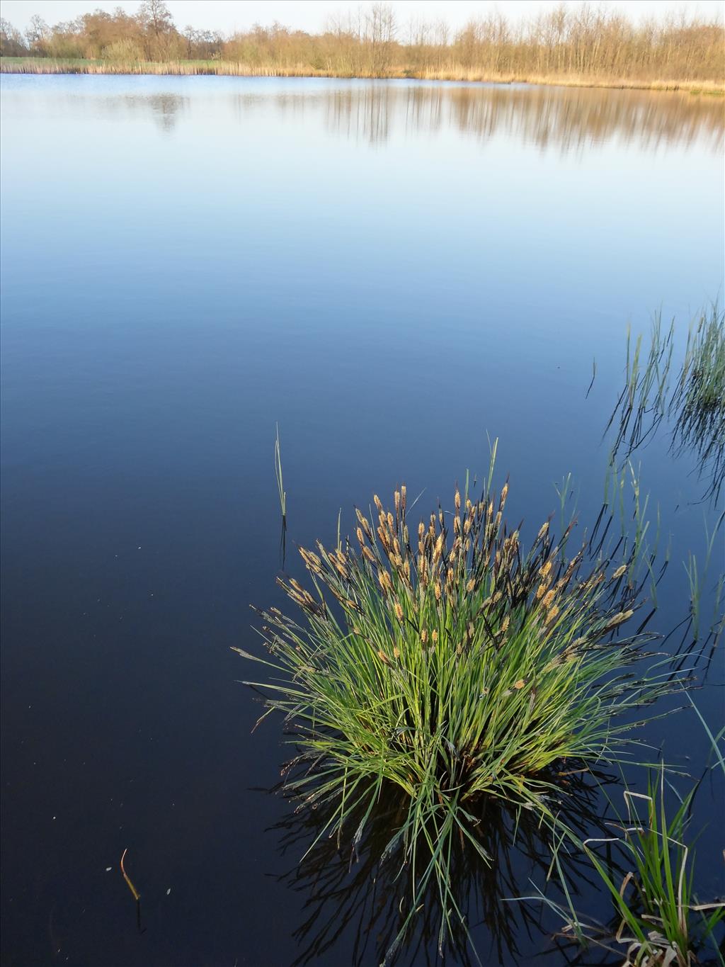 Carex elata (door Jakob Hanenburg)