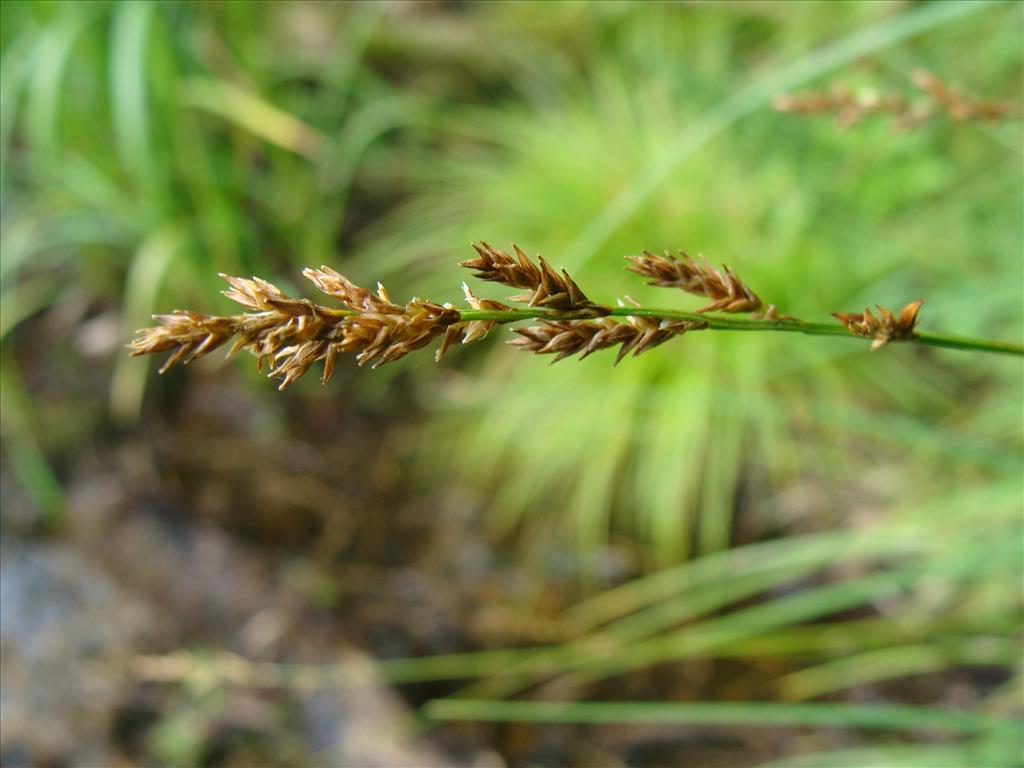 Carex elongata (door Jakob Hanenburg)