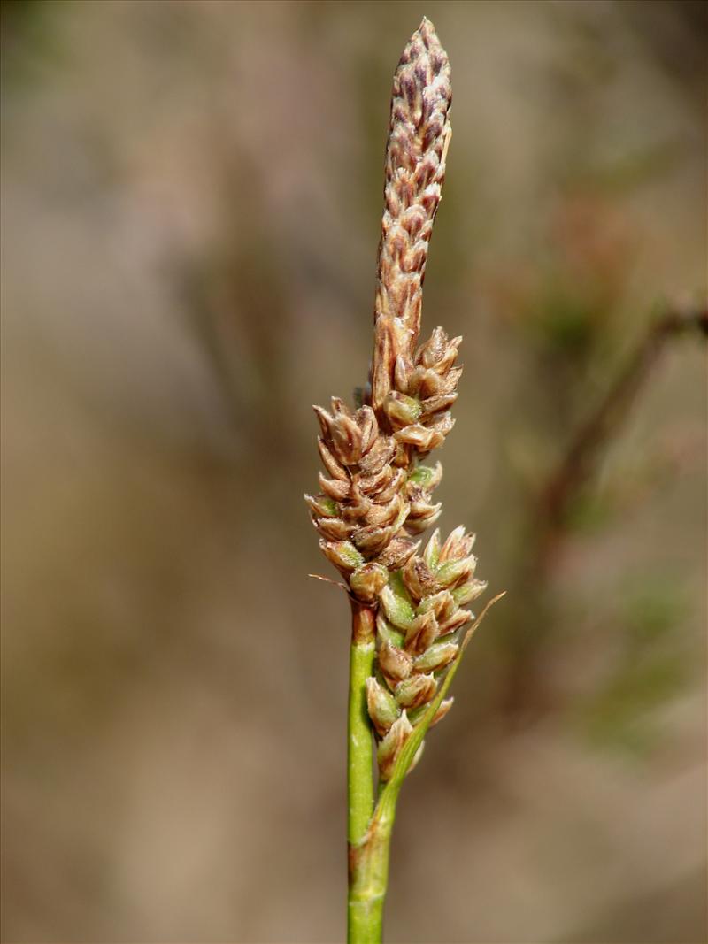 Carex ericetorum (door Adrie van Heerden)