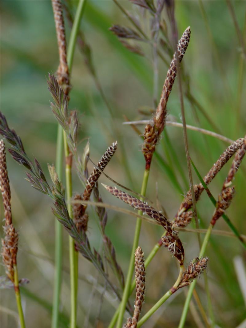 Carex ericetorum (door Adrie van Heerden)