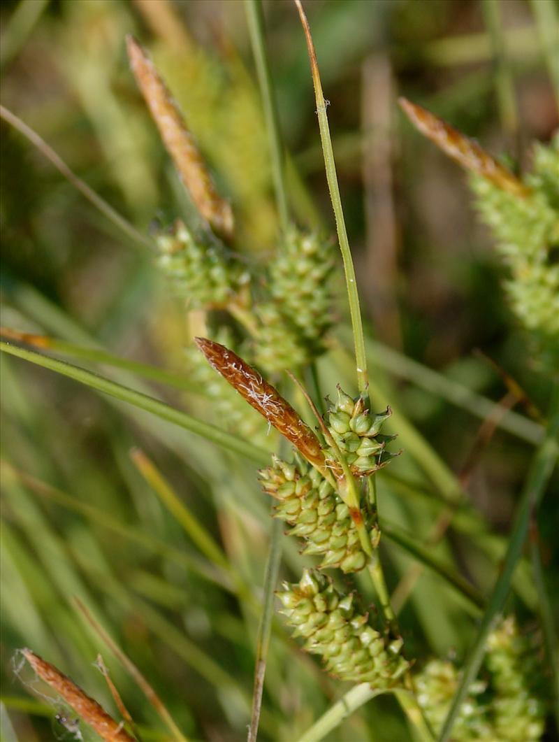 Carex extensa (door Adrie van Heerden)