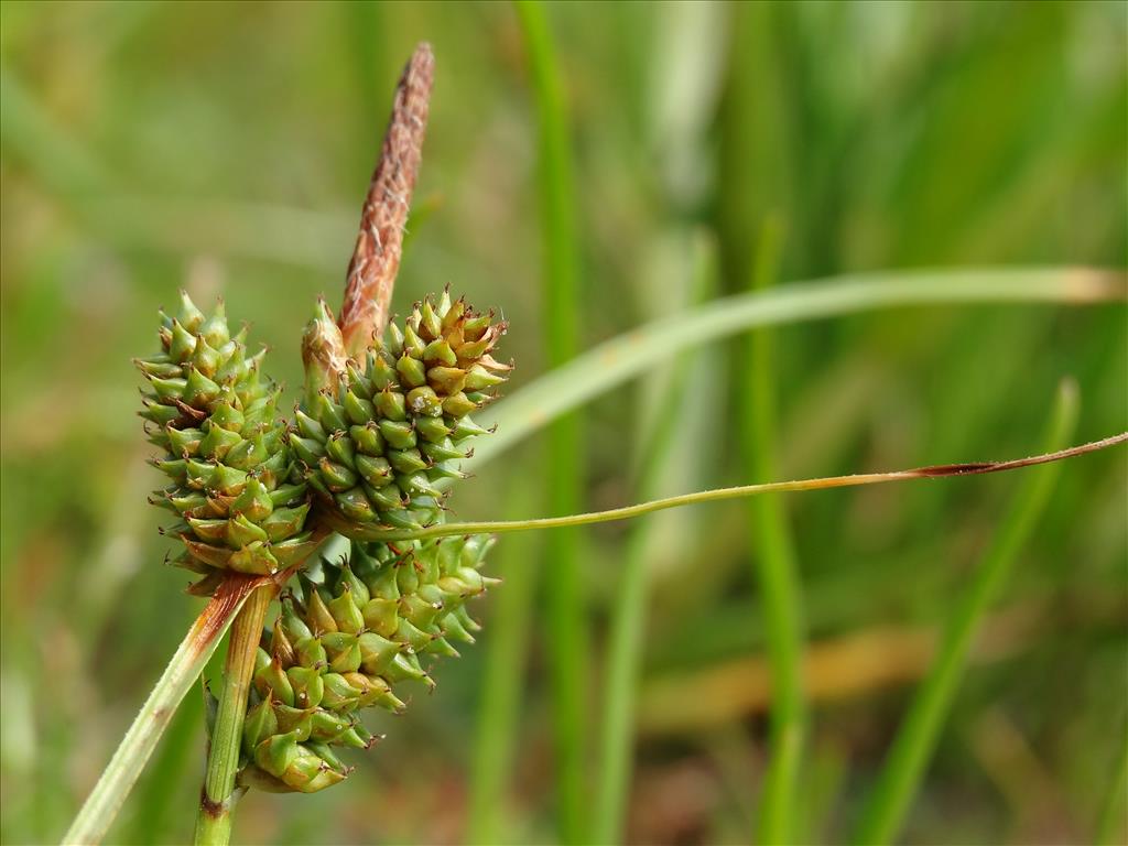 Carex extensa (door Jakob Hanenburg)