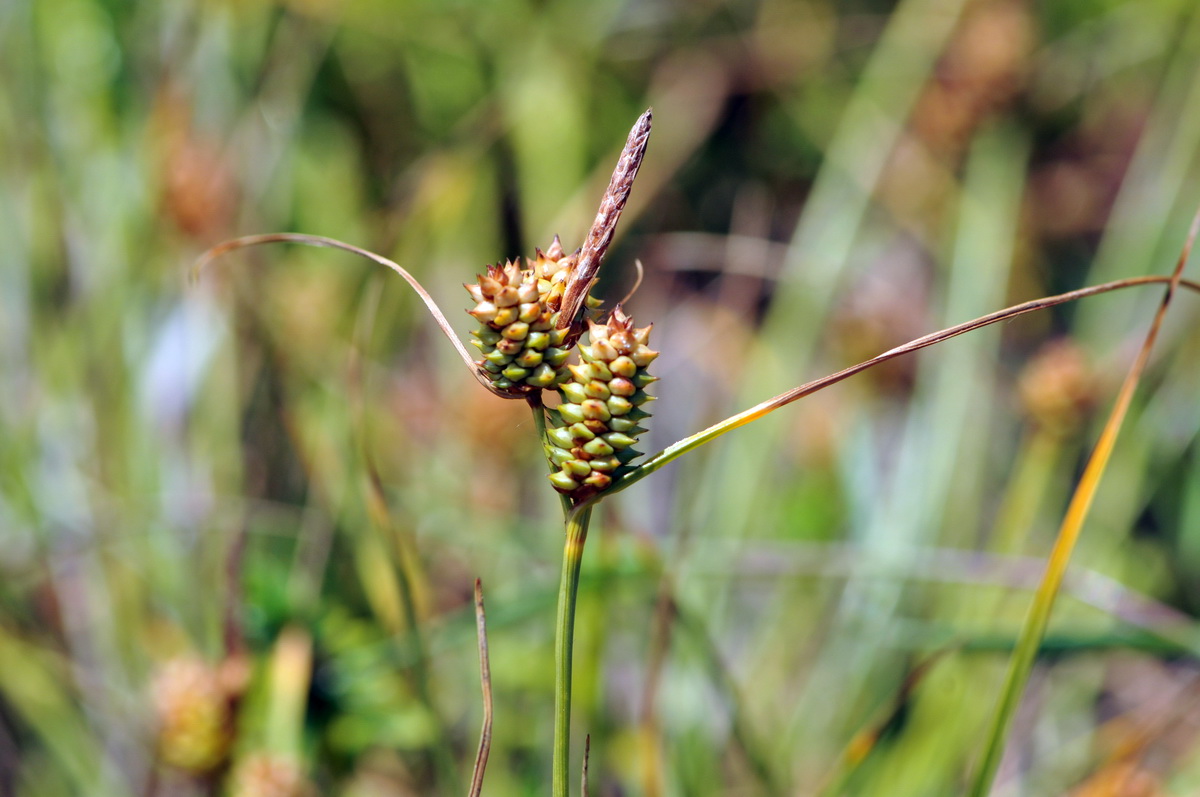 Carex extensa (door Hans Toetenel)