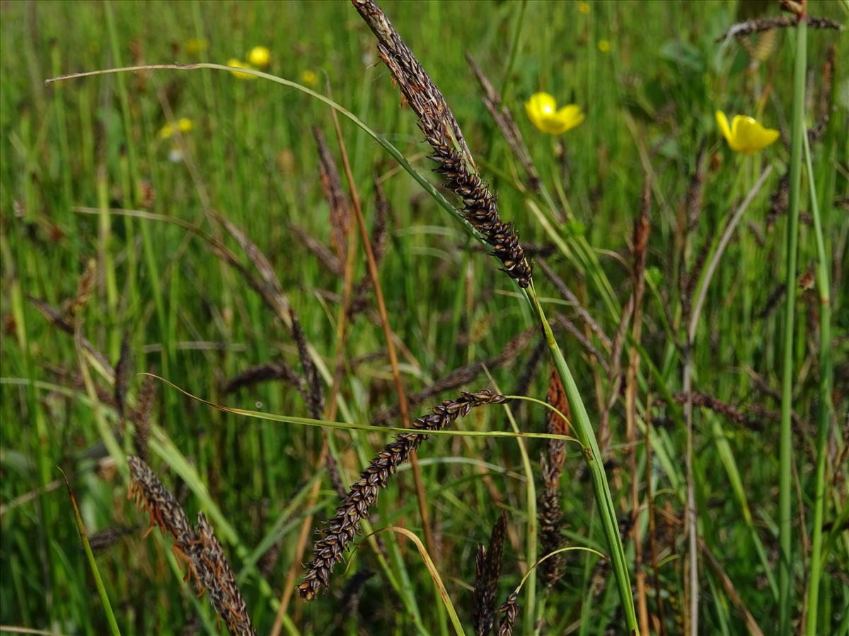 Carex flacca (door Jakob Hanenburg)