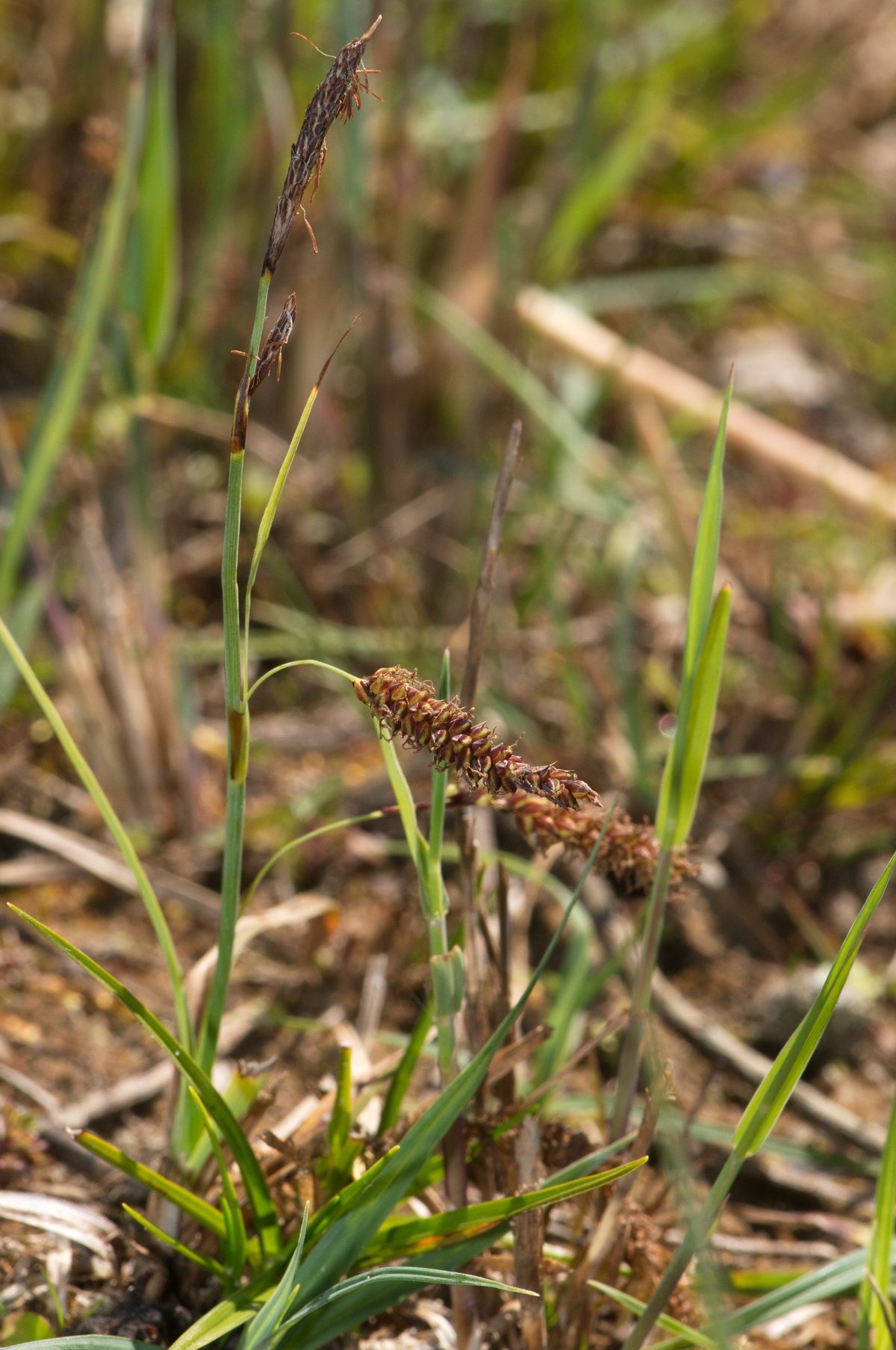 Carex flacca (door Hans Toetenel)