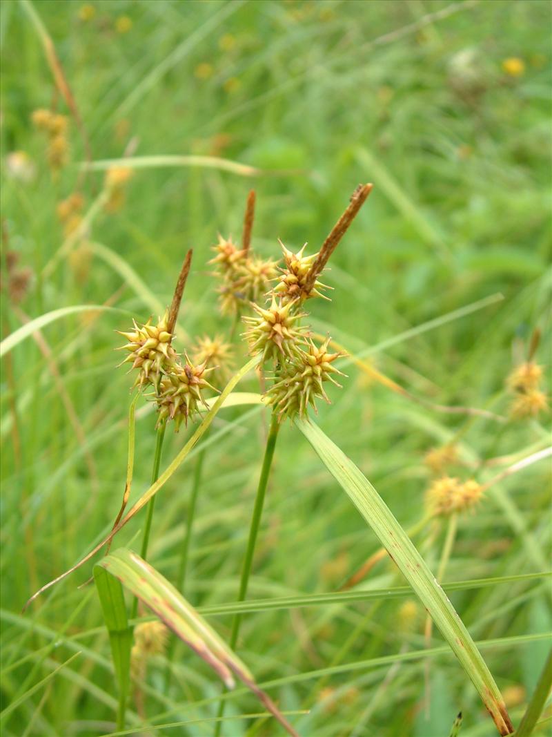 Carex flava (door Adrie van Heerden)