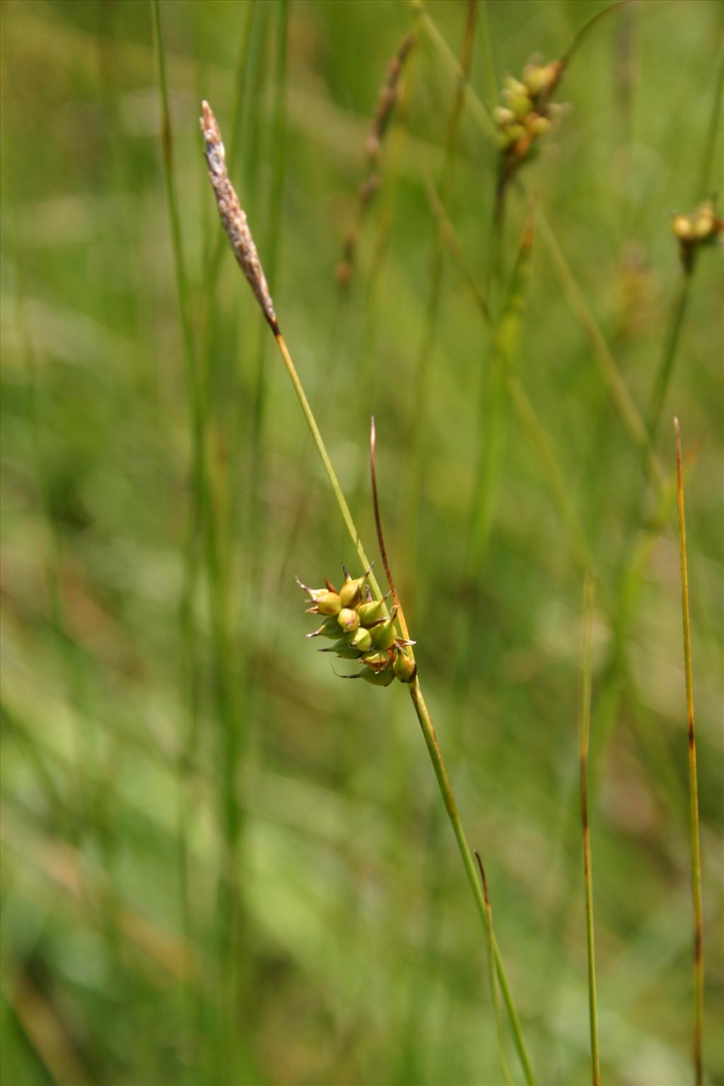 Carex hostiana (door Niels Jeurink)