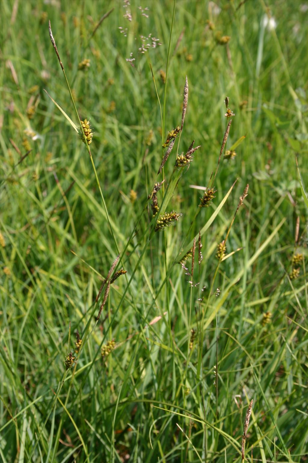 Carex hostiana (door Niels Jeurink)