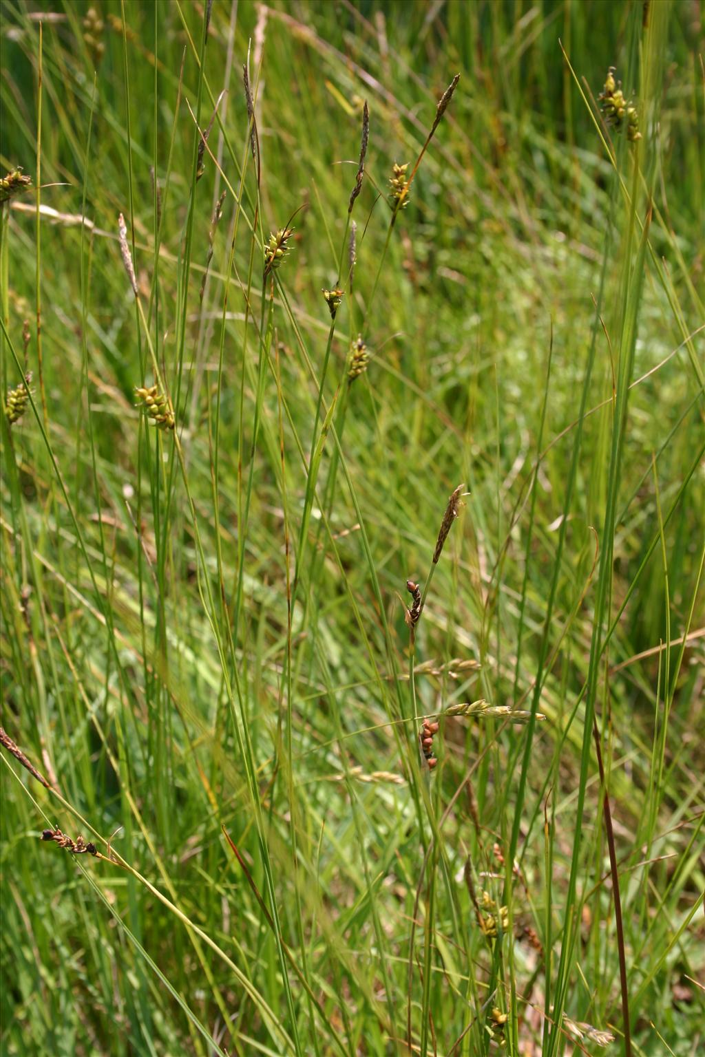 Carex hostiana (door Niels Jeurink)