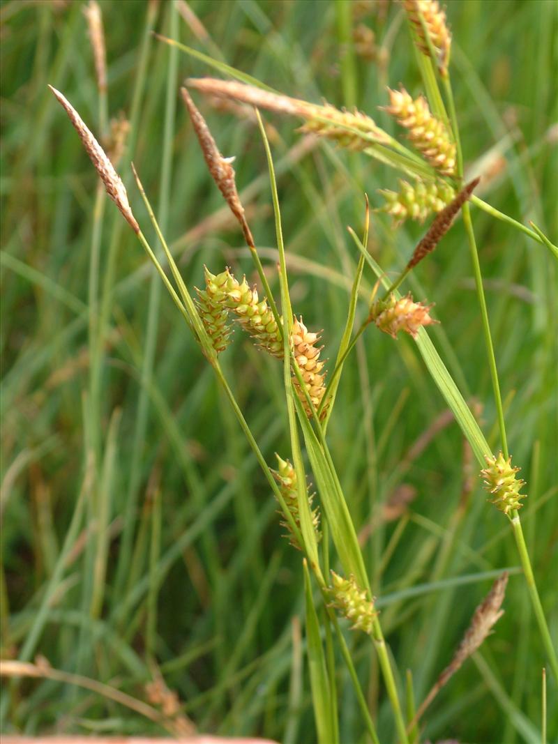 Carex hostiana (door Adrie van Heerden)