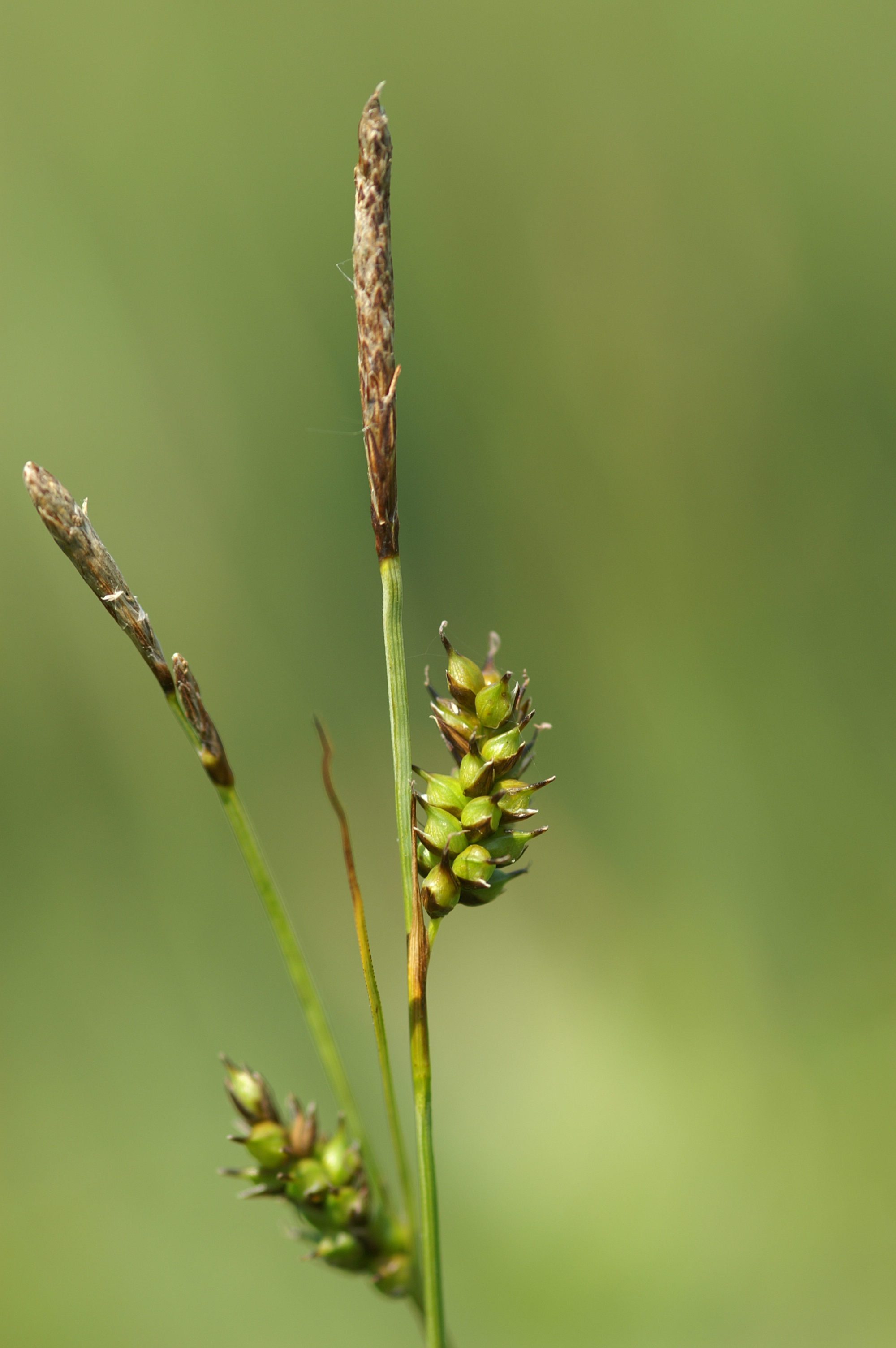 Carex hostiana (door Jakob Hanenburg)