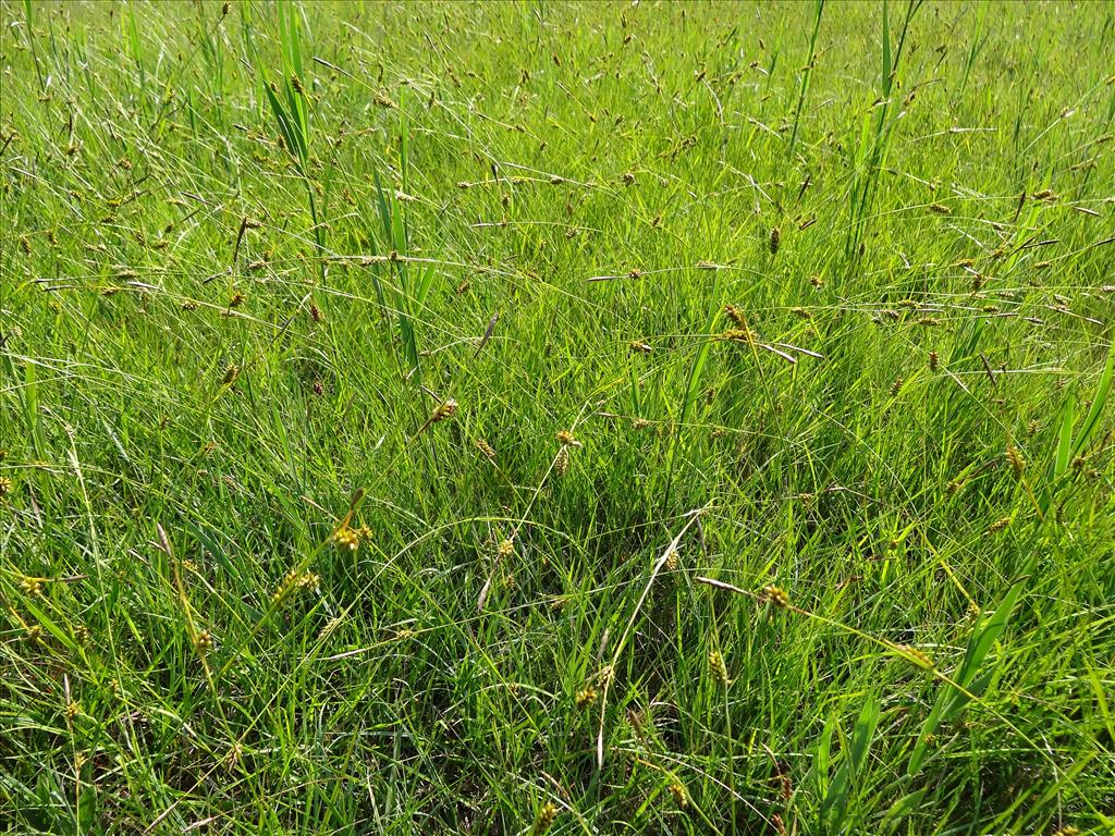 Carex hostiana (door Jakob Hanenburg)