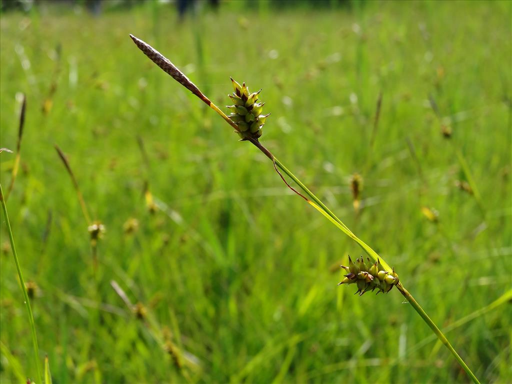 Carex hostiana (door Jakob Hanenburg)