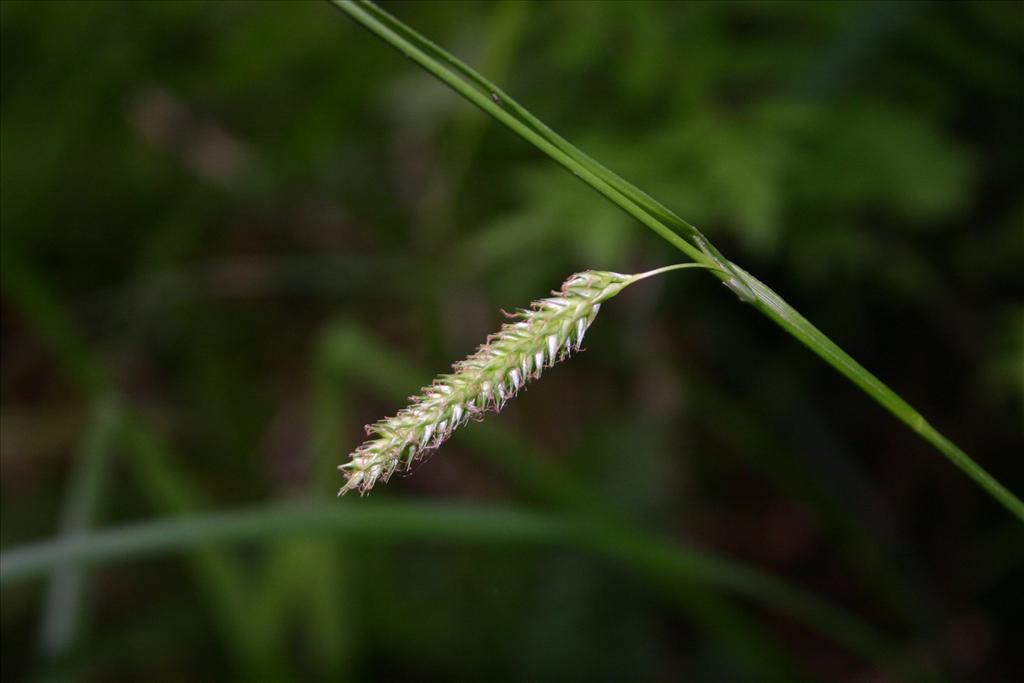 Carex laevigata (door Niels Jeurink)