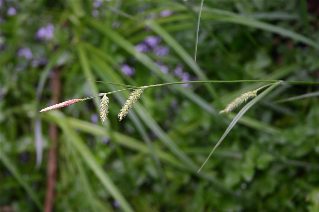 Carex laevigata (door Niels Jeurink)