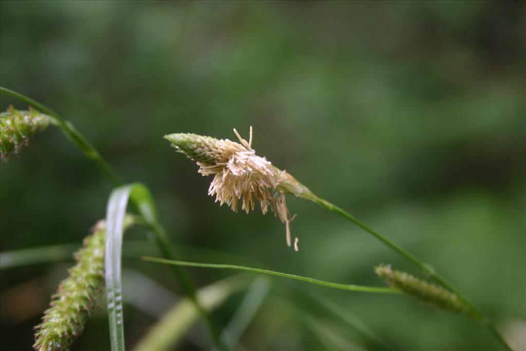 Carex laevigata (door Niels Jeurink)