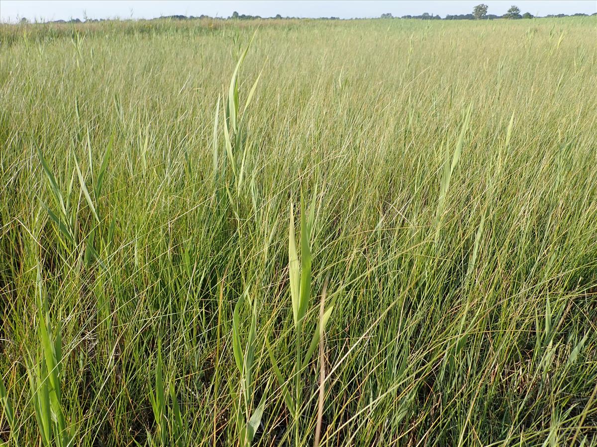 Carex lasiocarpa (door Tim van de Vondervoort)