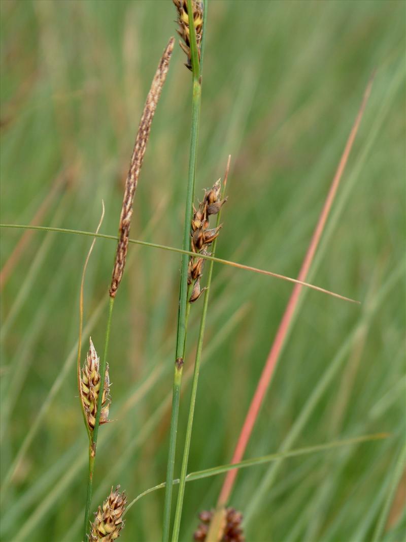 Carex lasiocarpa (door Adrie van Heerden)