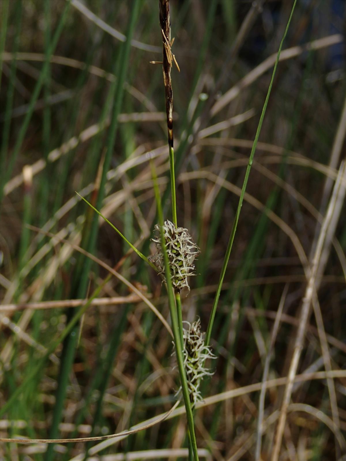 Carex lasiocarpa (door Adrie van Heerden)