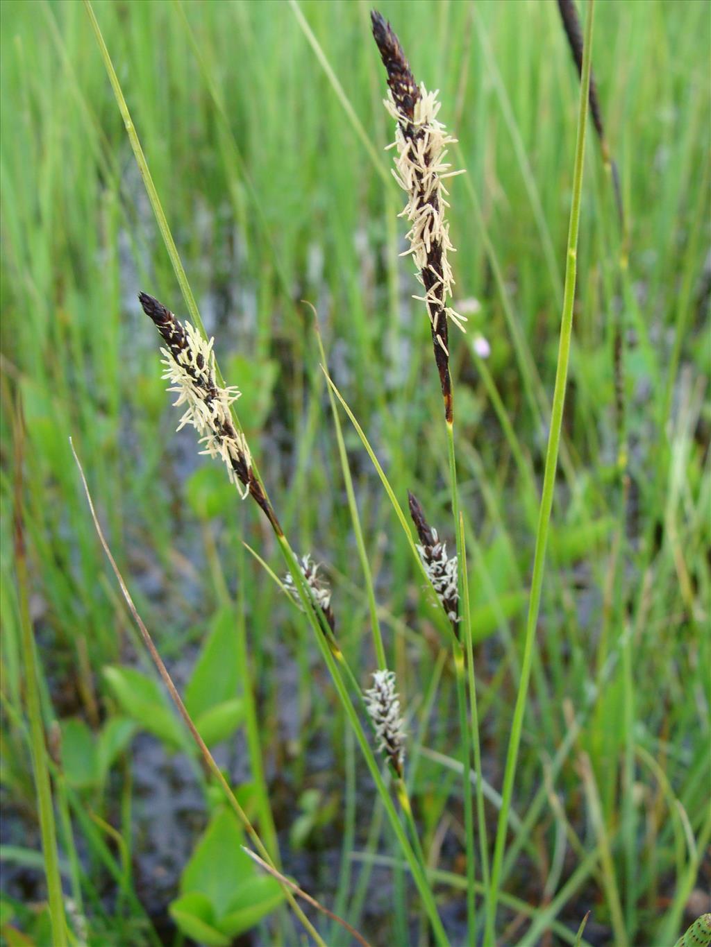 Carex lasiocarpa (door Jakob Hanenburg)