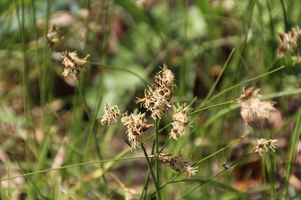 Carex colchica (door Pieter Stolwijk)