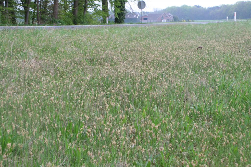 Carex colchica (door Pieter Stolwijk)