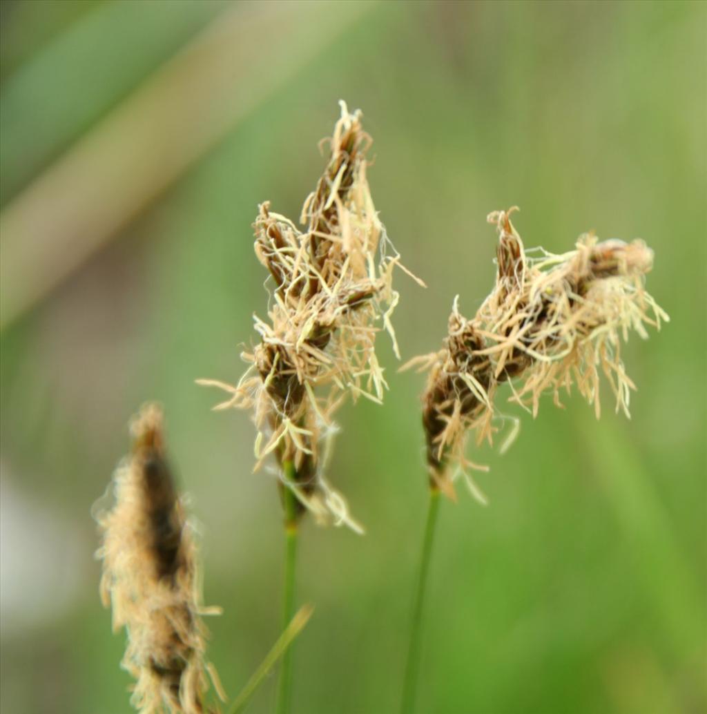 Carex colchica (door Pieter Stolwijk)